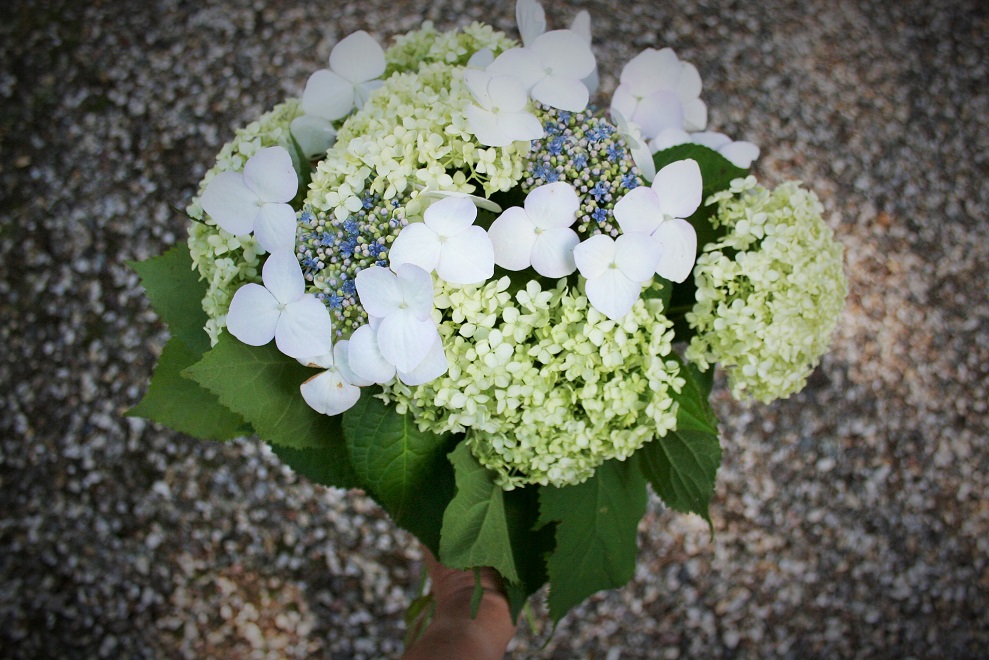 Hydrangea bouquet with white flowers