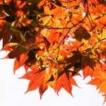 Japanes-maple-tree-leaves