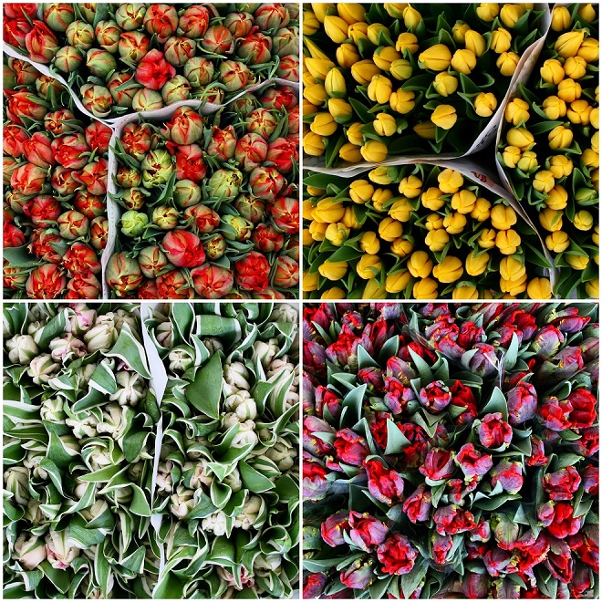 Colorful-tulips-flowermarket-Holland