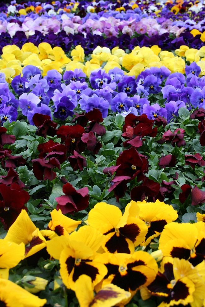 Colourful pansies at a flowermarket in Holland