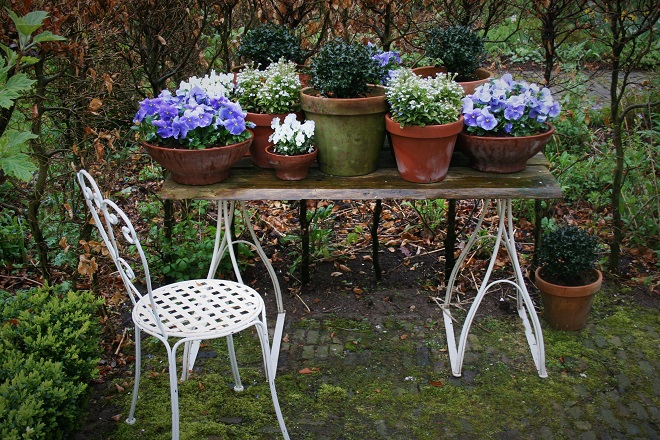 Blue and white pansies on garden table - Cloverhome.nl