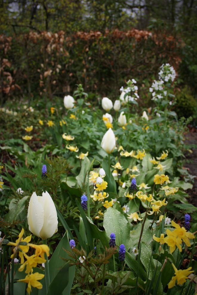 Flower bed with tulips, Muscari, daffodils, aquilegia