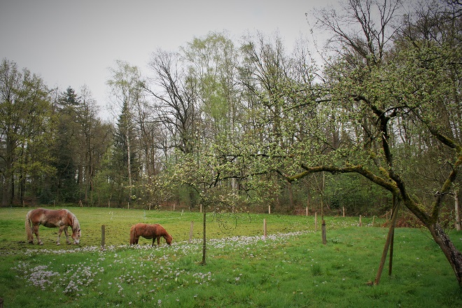 A meadow with two horses