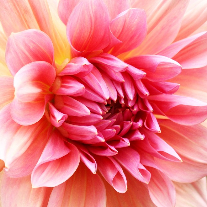 The language of flowers: pink dahlia - Cloverhome.nl