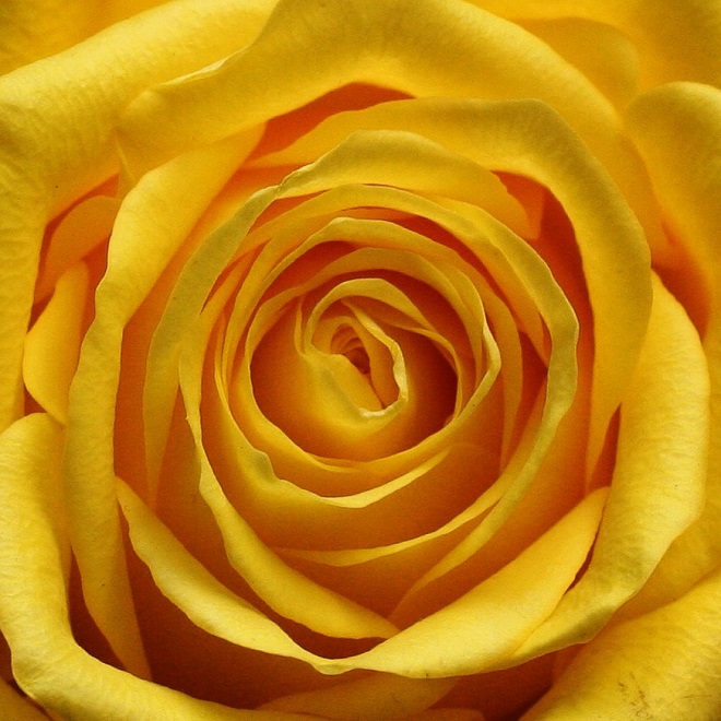 The language of flowers: yellow rose - Cloverhome.nl