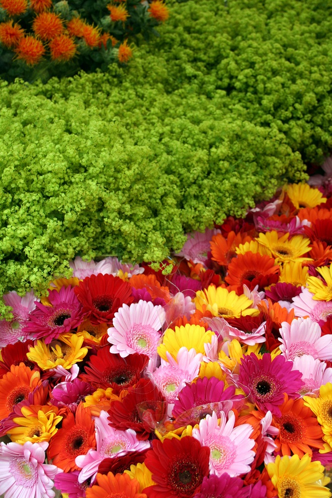 Market days June: summer flowers, gerbera - Cloverhome.nl