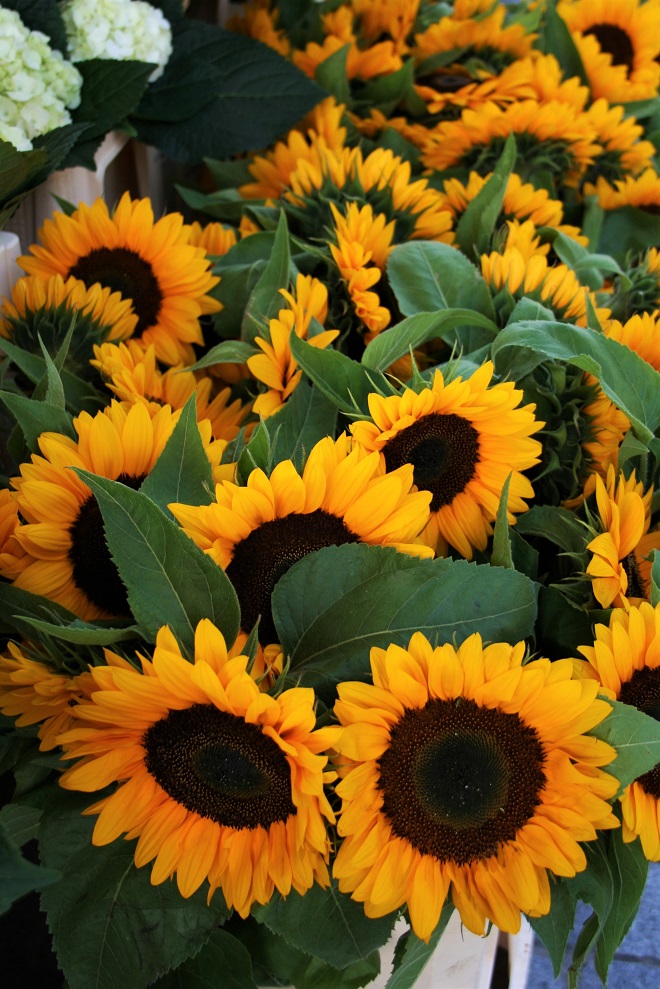 Hold-on-to-summer-sunflowers-5-cloverhome