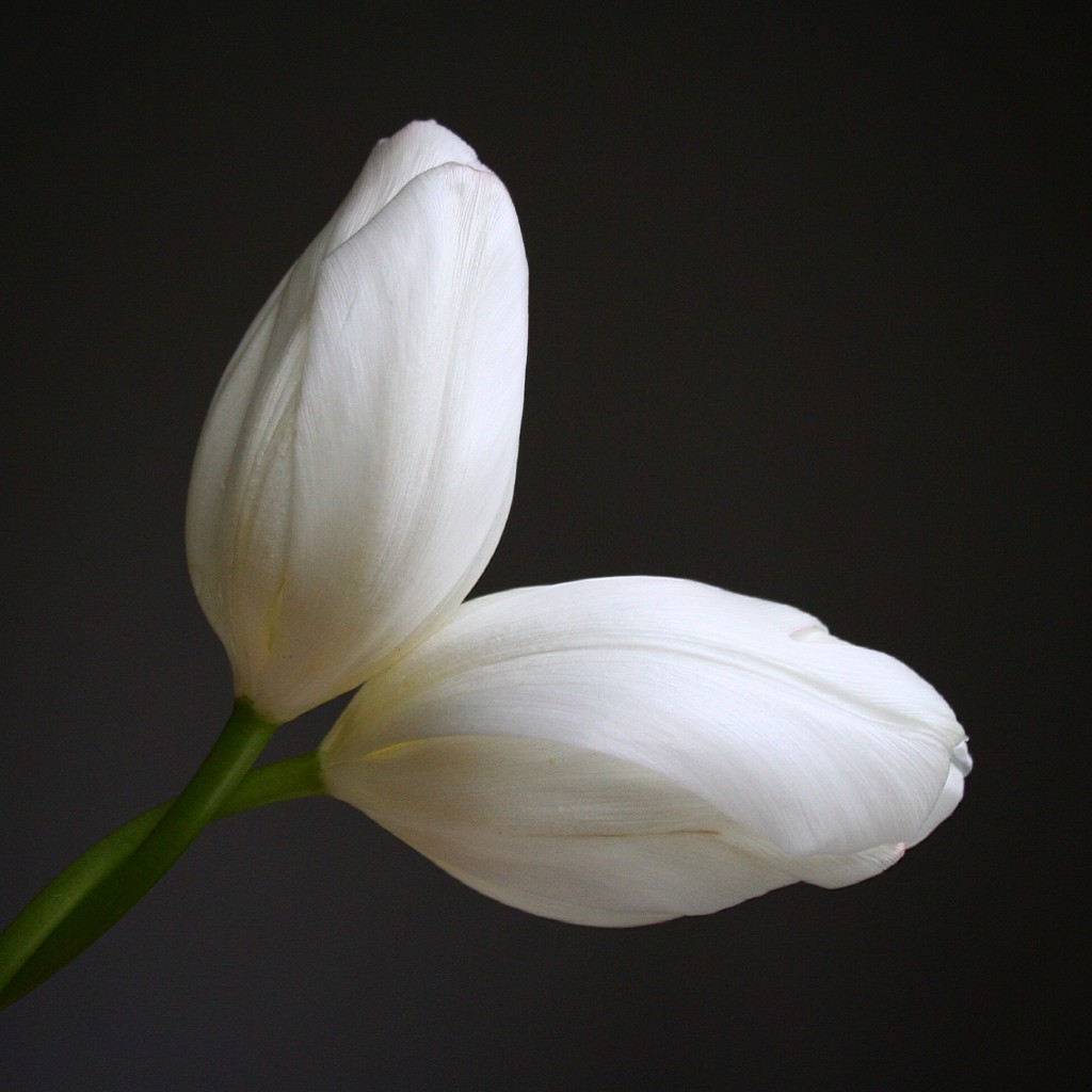 Best flowers for Valentine's Day besides roses: white tulips - Cloverhome.nl