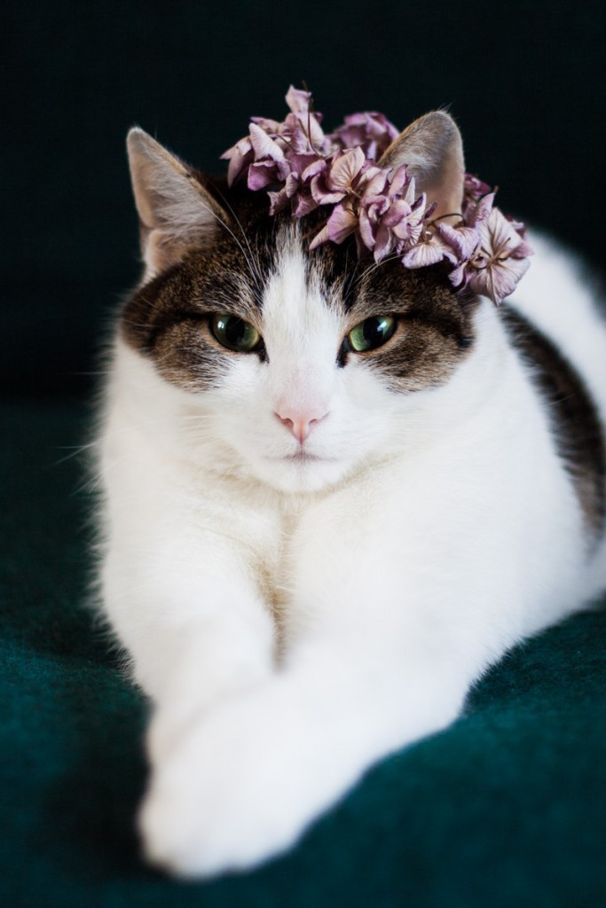 Why not make a flower crown for you favourite feline. All you need are a needle, a thread and some petals.