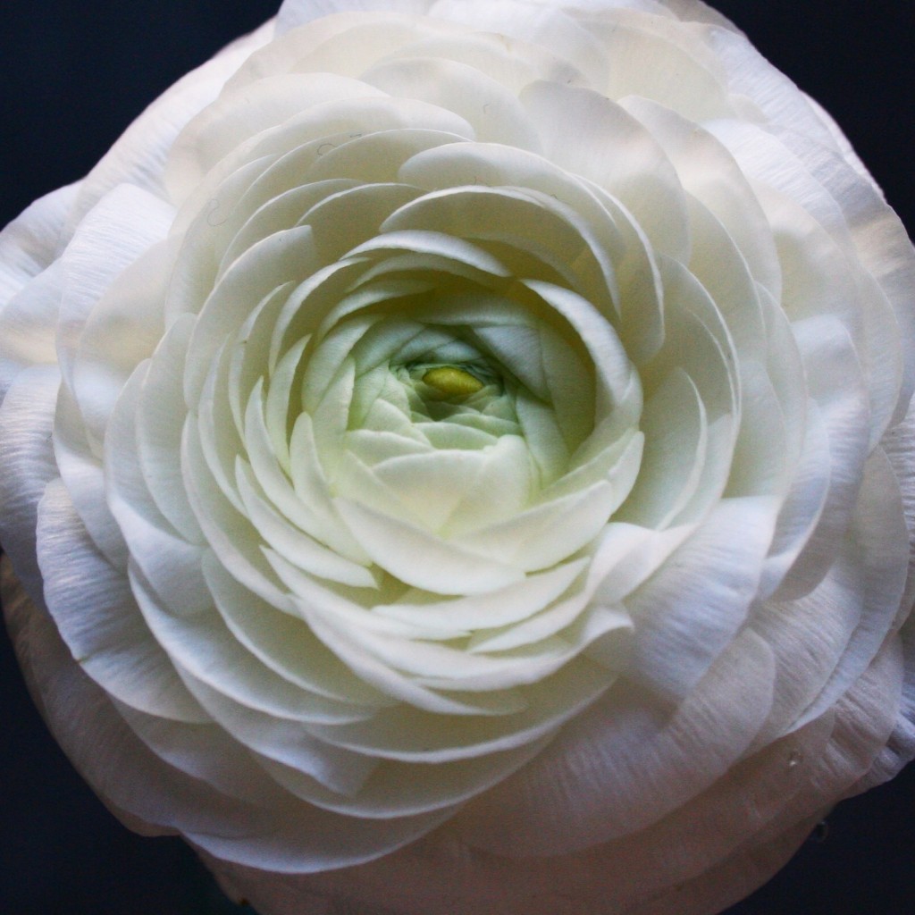 Best flowers for Valentine's Day besides roses: white ranunculus - Cloverhome.nl