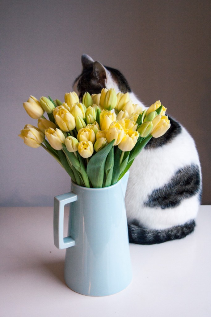 Naughty cat on the kitchen table hides behind a bouquet of tulips.