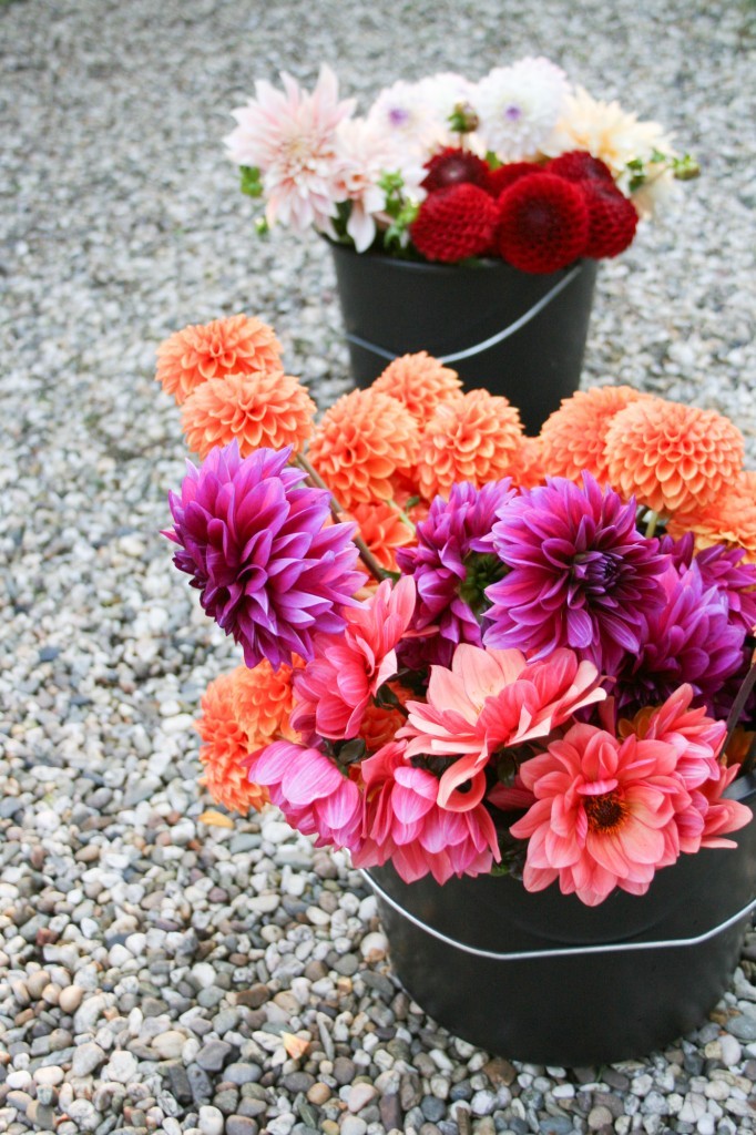 5 reasons to grow your own flowers: dahlias - Cloverhome.nl