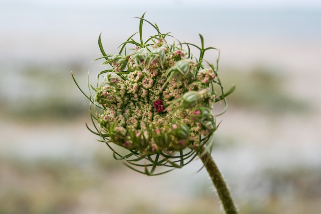 5 reasons to grow your own flowers: Queen Anne's lace or Daucus carota - Cloverhome.nl