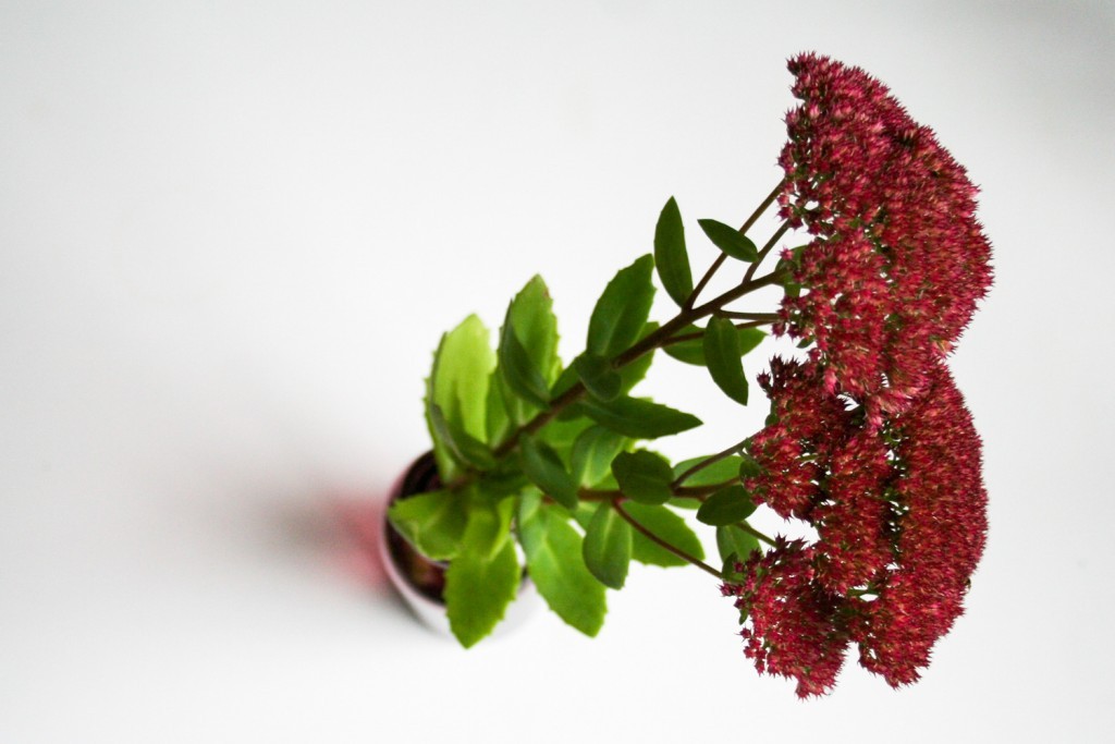 5 reasons to grow your own flowers: Sedum spectabile - Cloverhome.nl