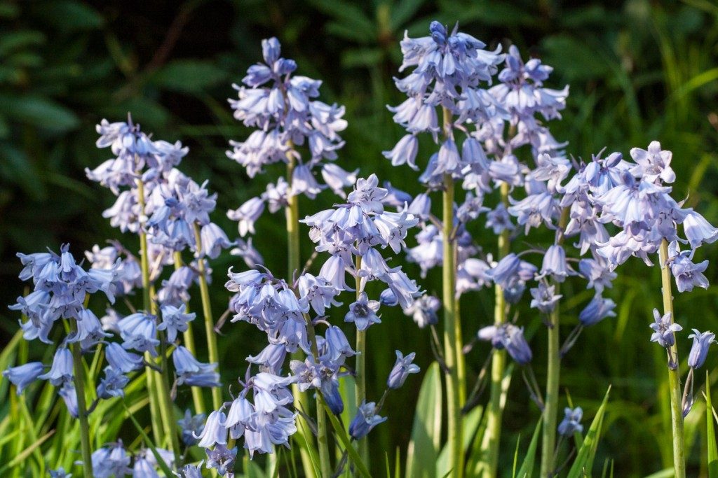 What's blooming in the garden in May: bluebells - Cloverhome.nl