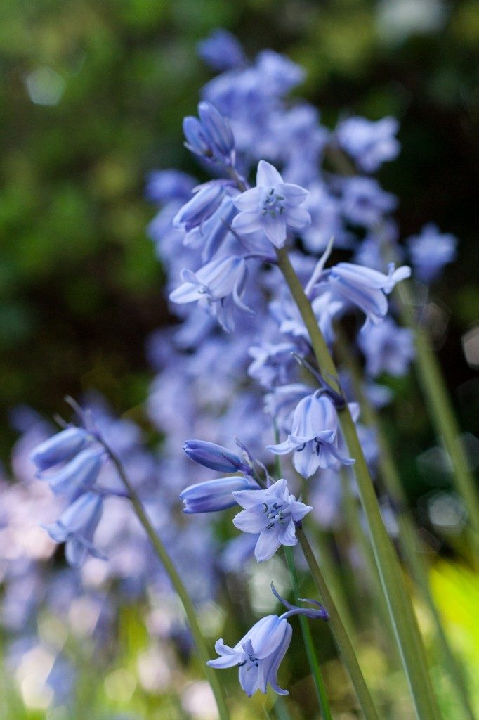 What's blooming in the garden in May: bluebells - Cloverhome.nl