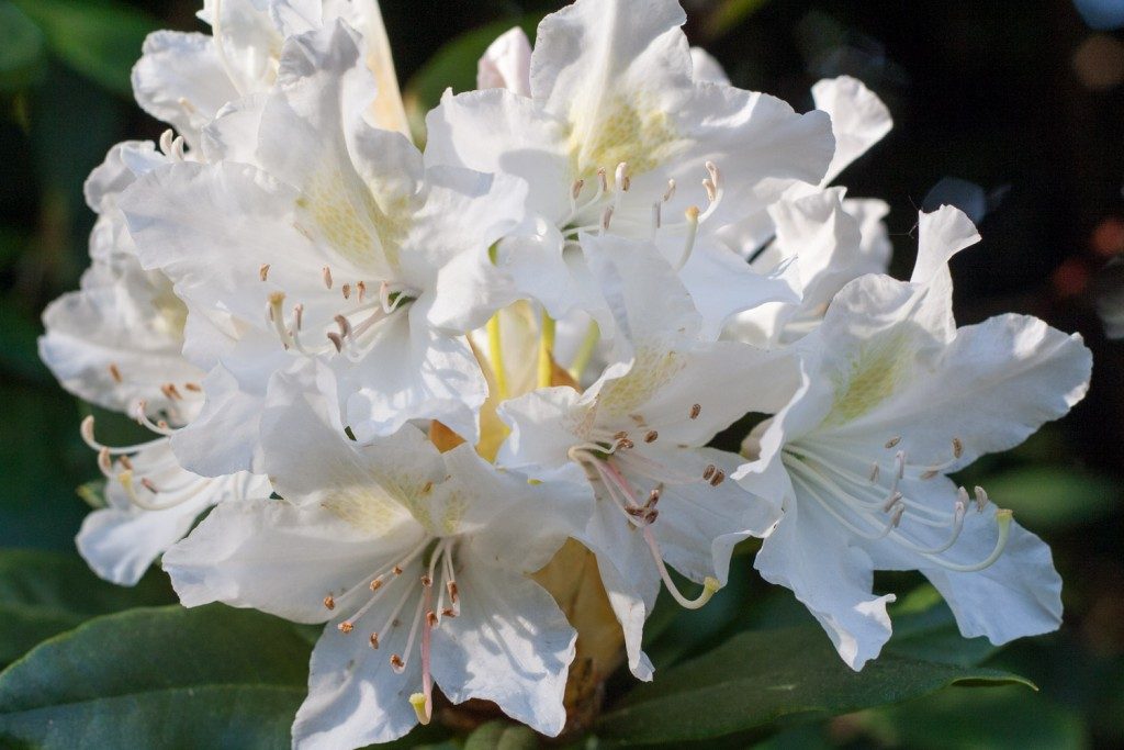 What's blooming in the garden in May: rhododendron - Cloverhome.nl