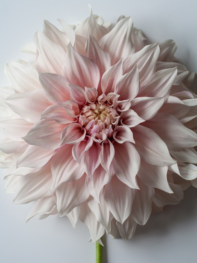 Planning a dahlia garden is fun. Consider shapes, sizes, colours and height to make your selection and get the best cut flowers. Café au Lait - Cloverhome.nl