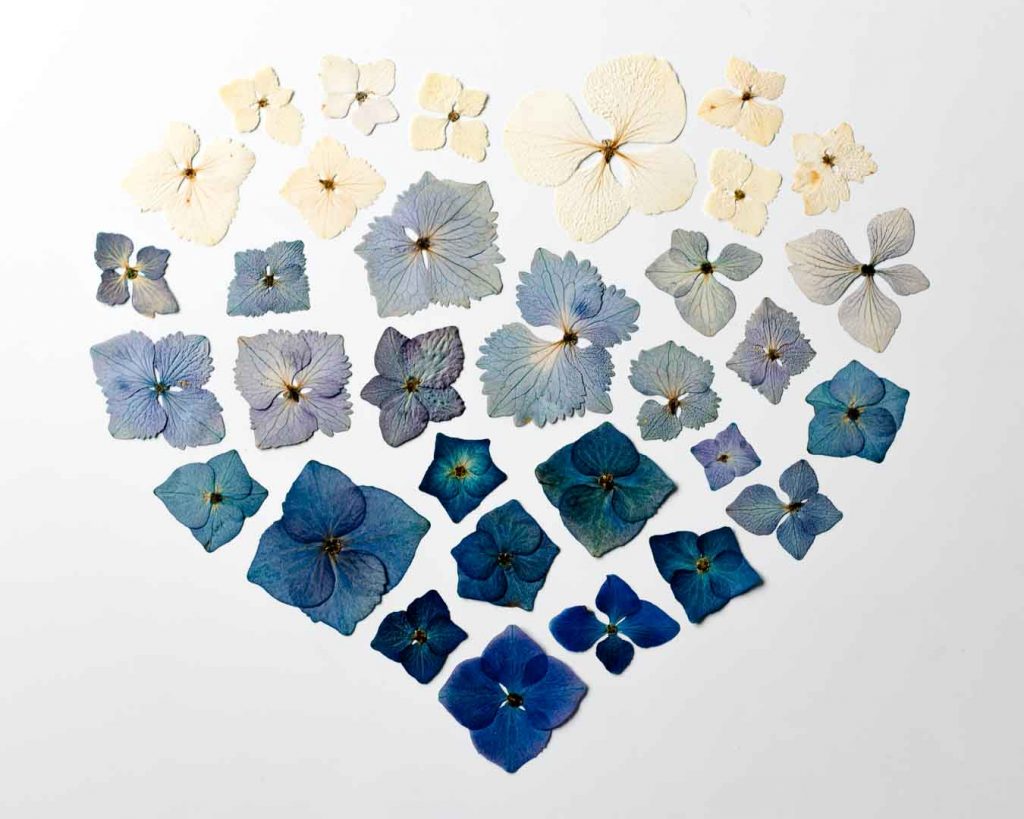 Create a dried hydrangea heart for Valentine's day with dried hydrangea petals. Hydrangea flowers are easy to dry, taking on a beautiful faded colour - Cloverhome.nl