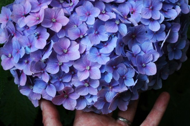 Hand holding blue hydrangea flower