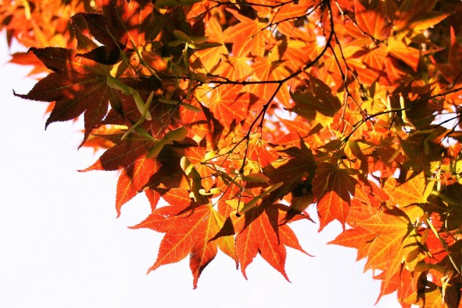 Leaves of a Japanes maple tree