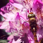 Dragonfly on pink rhododendron flowers