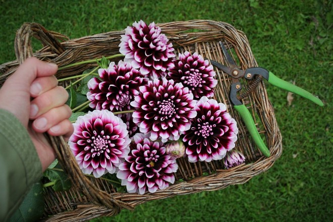 Flower-basket-dahlias-scissors