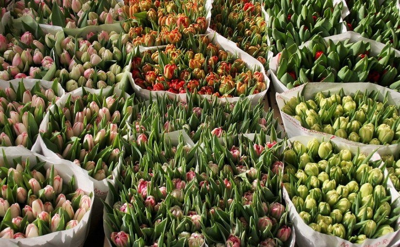 Tulips at a flowermarket in Holland