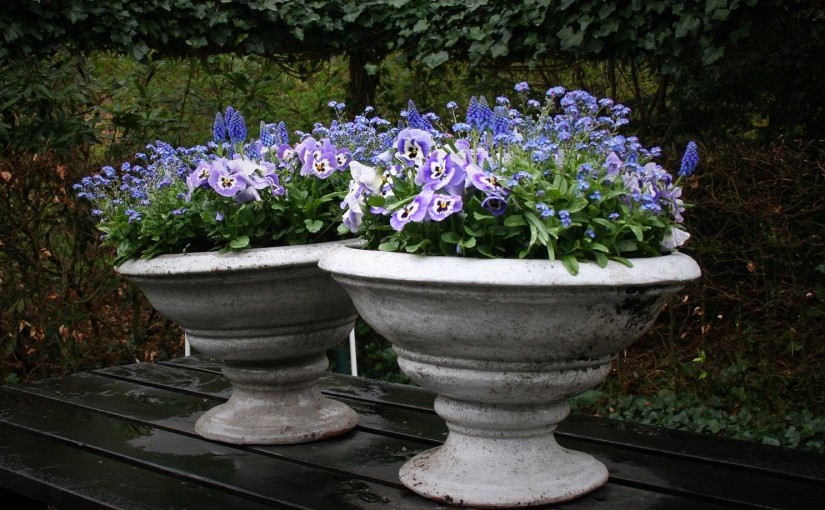 Planters with pansies, forget-me-nots - Cloverhome.nl