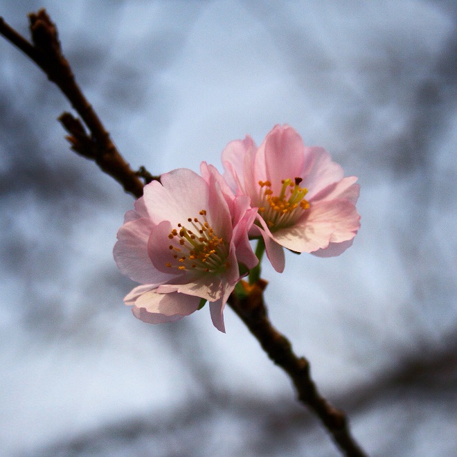 Spring flowering trees: cherry blossom - Cloverhome.nl