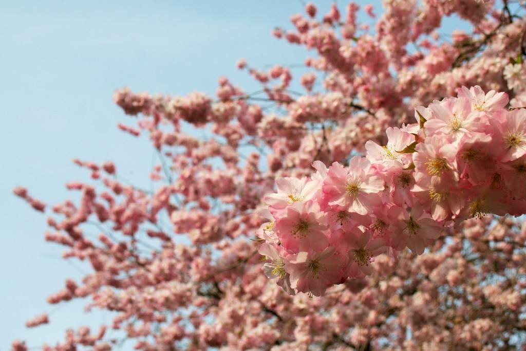 Favourite spring flowering trees: cherry blossom - Cloverhome.nl