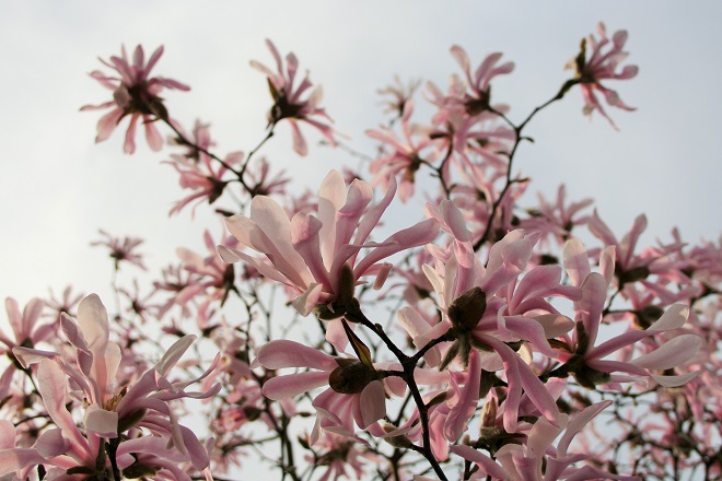 Spring flowering trees: magnolia - Cloverhome.nl