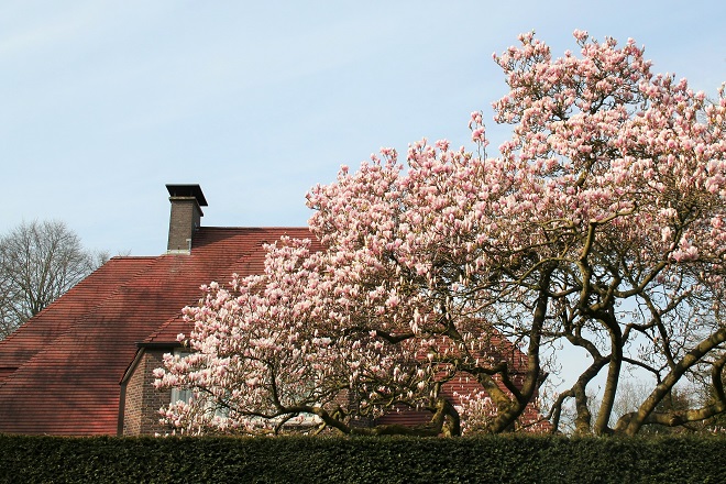 Spring flowering trees: magnolia - Cloverhome.nl