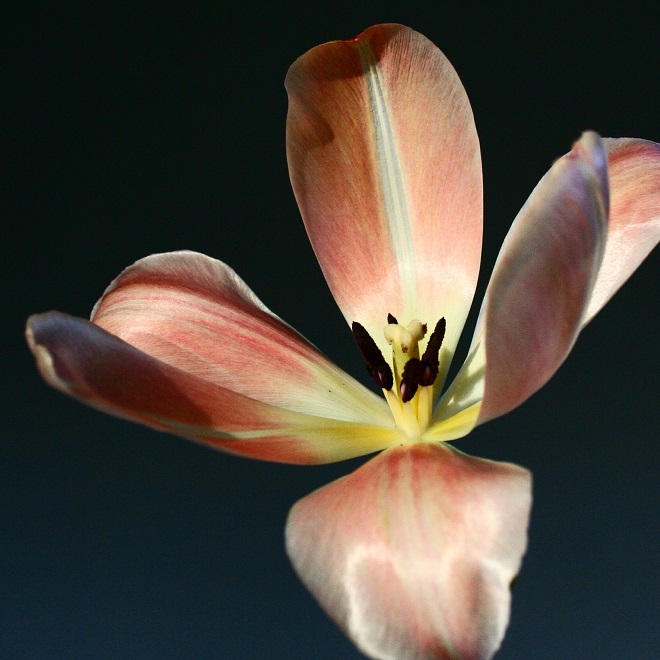 The language of flowers: pink tulip - Cloverhome.nl