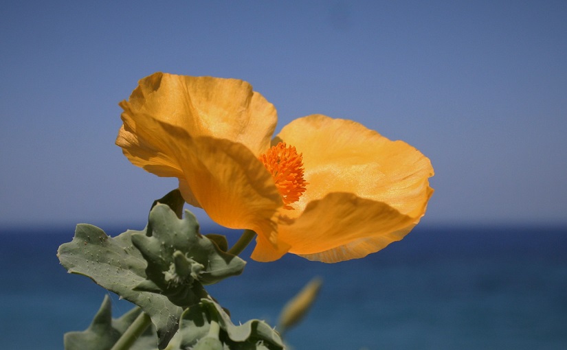 The language of flowers: yellow horned poppy - Cloverhome.nl