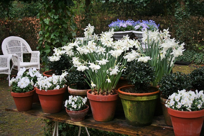Pots with white pansies and daffodils