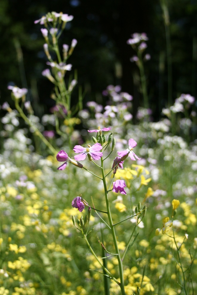 How to Herbarium: wildflowers - Cloverhome.nl