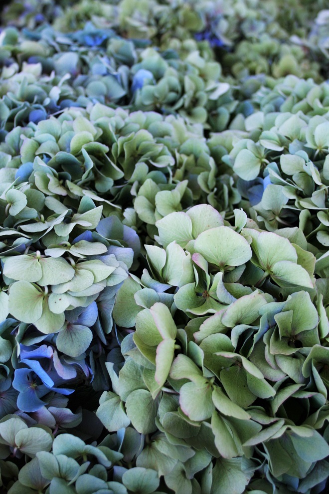 Hold-on-to-summer-hydrangea-cloverhome