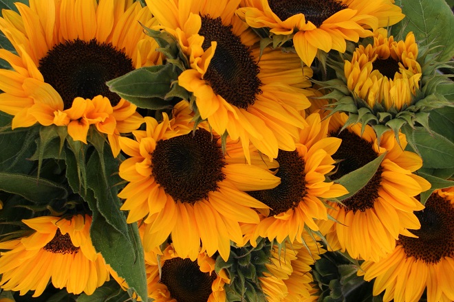 Hold on to summer: the sunflowers - Cloverhome.nl