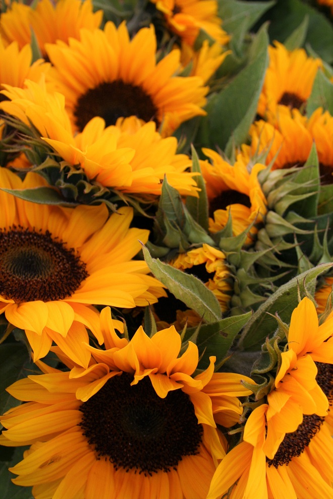 Hold on to summer: the sunflowers - Cloverhome.nl