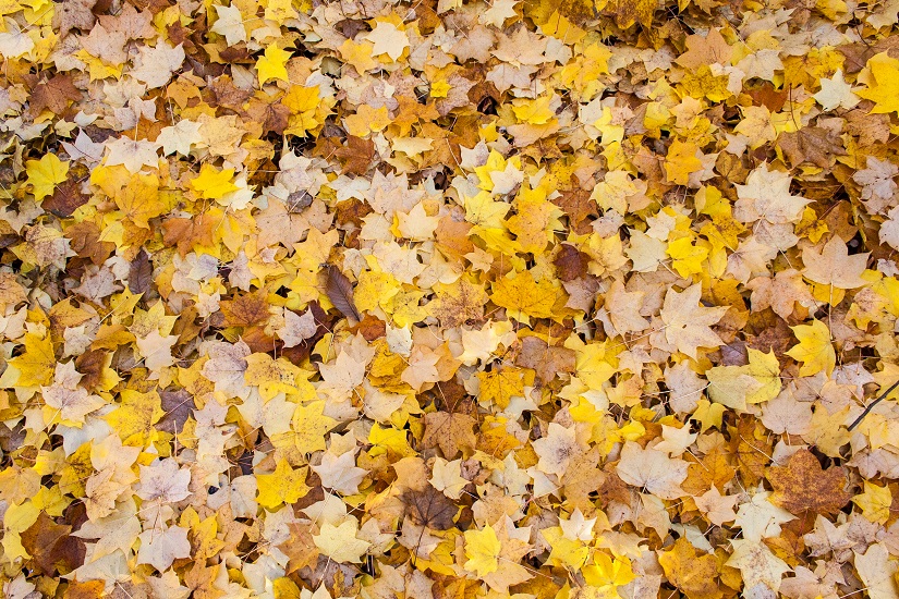 Autumn leaves - Cloverhome.nl