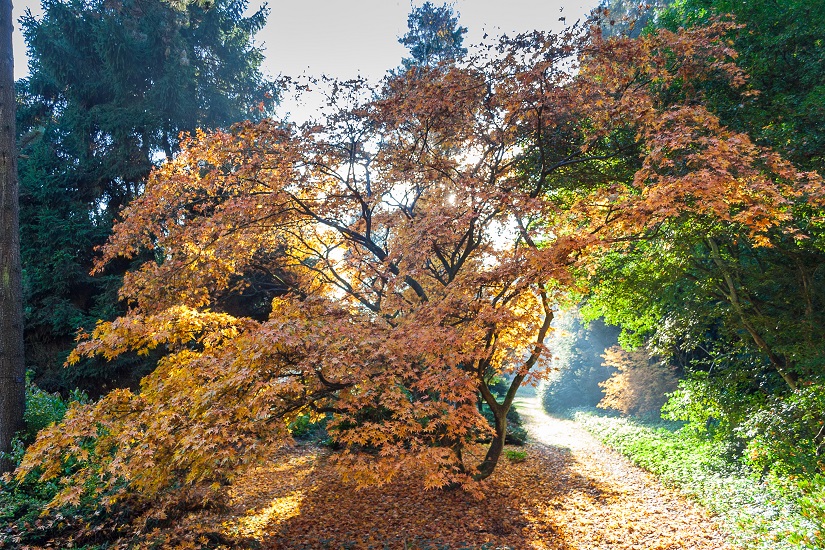 Enjoy autumn colours at the arboretum - Cloverhome.nl