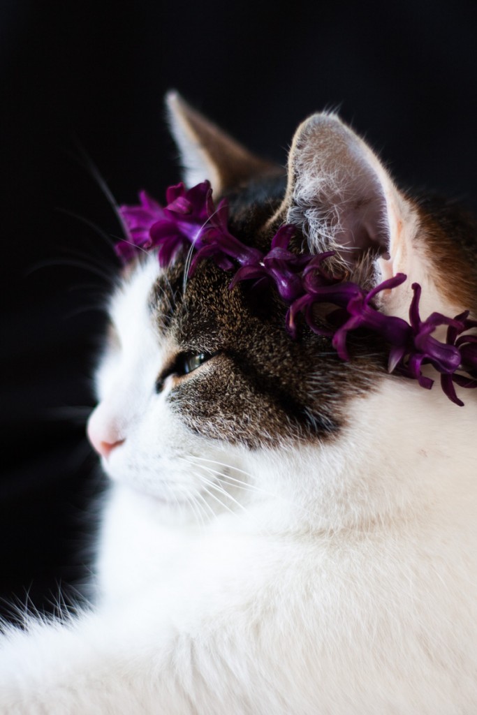 Why not make a flower crown for your favourite feline. All you need are a needle, a thread and some petals.