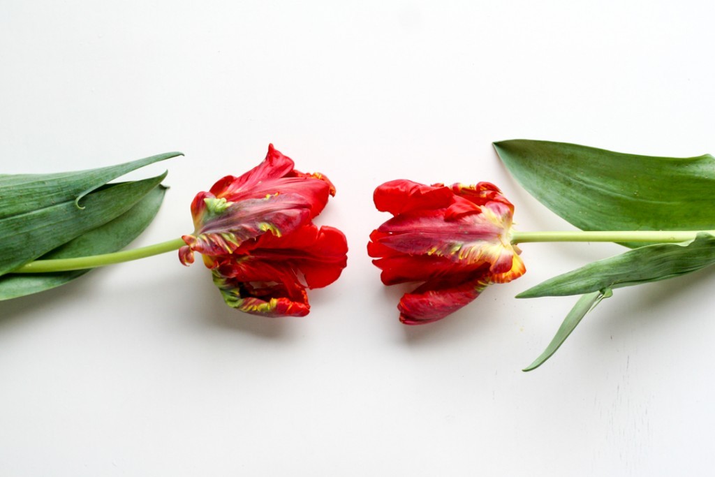 Best flowers for Valentine's Day besides roses: tulips - Cloverhome.nl