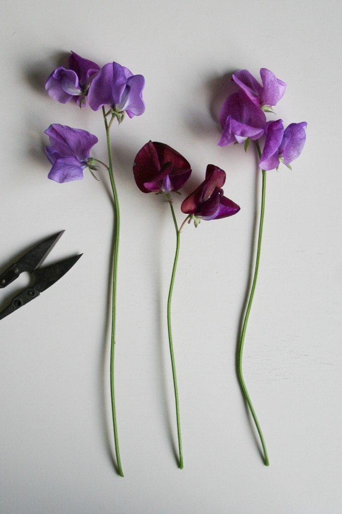 5 reasons to grow your own flowers: sweet peas - Cloverhome.nl