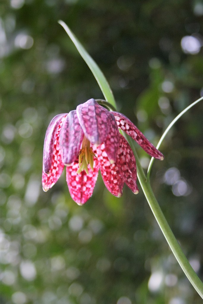 What's blooming in the garden in April: fritillaria - Cloverhome.nl