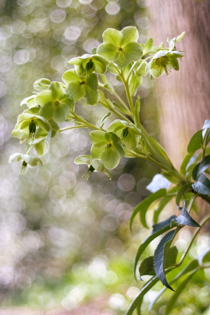 What's blooming in the garden in April: hellebore - Cloverhome.nl