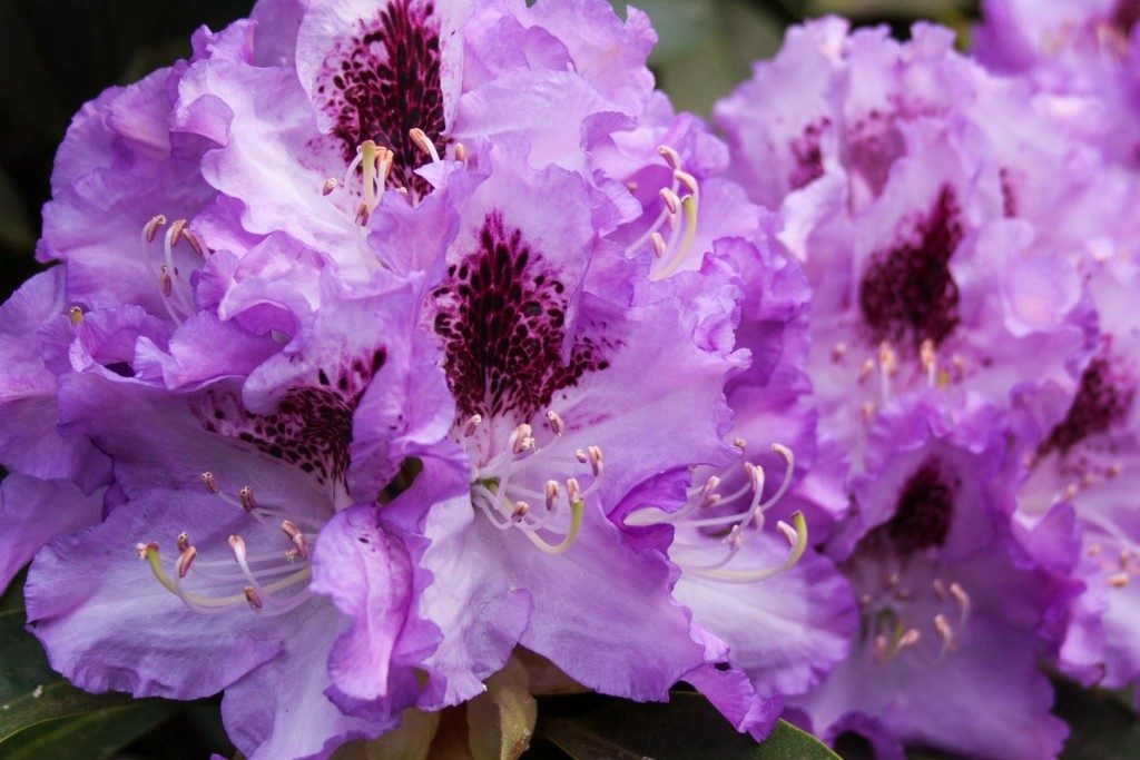 Bring colour into your garden with rhododendrons - Cloverhome.nl