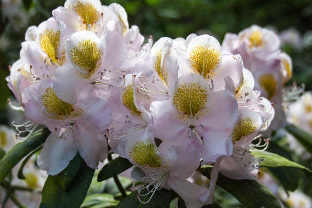 Bring Colour Into Your Garden With Rhododendrons Cloverhome