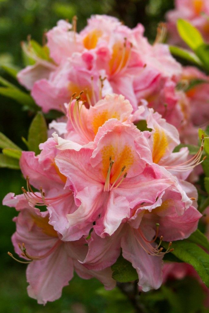 Bring Colour Into Your Garden With Rhododendrons Cloverhome